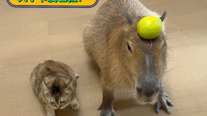 اتضح أن مزاج الكابيبارا مستقر حقًا!