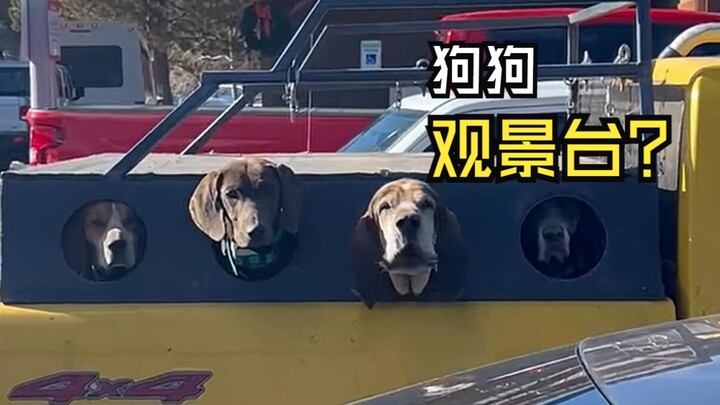 Those hilarious animal videos!