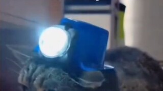 kucing nyambet damel#zaintemanime #reaction #reactionvideo #lucu #videolucu #fyp #jowo #wongjowo #ku