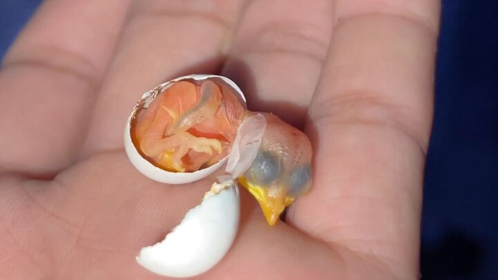 The entire process of a baby bird hatching, witnessing the miracle of life