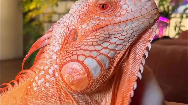 Tentang bagaimana kadal hijau albino muncul