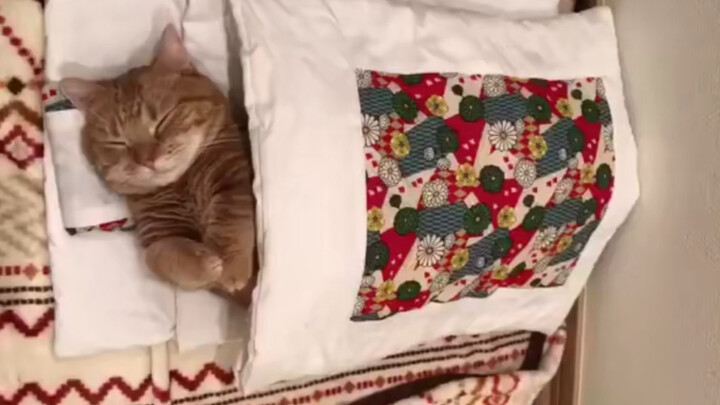 ผ้าห่มกระดาษ อบอุ่นสุดๆ (•ૢ⚈͒⌄⚈͒•ૢ)