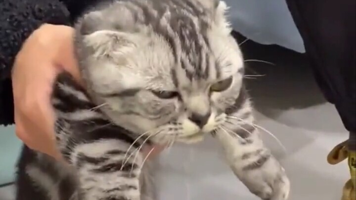 Cat: As long as I have money to buy a ticket, I will never stay in this house for one more second!