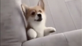 The Dog Is Silly You Can Lose It Easily