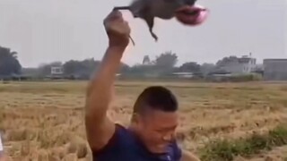 Rat turns into a yo-yo