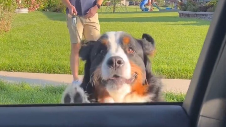 Chú cún “con cưng của mẹ” đi chơi riêng với bố, vừa gặp mẹ liền… lập tức hóa thành bé ngoan nhõng nh