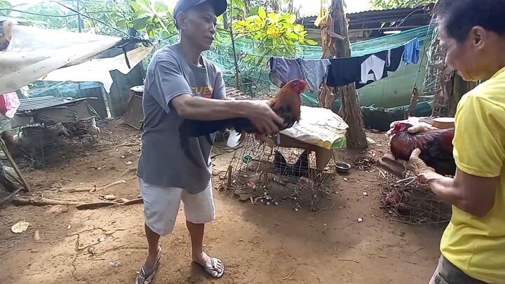 Sparring hennie 15 months vs red kelso 10 months
