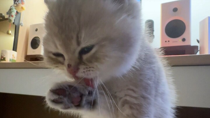 Kucing kecil selalu lari ke pangkuan saya