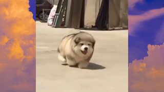 หมาตลก #ชาติที่เป็นมนุษย์ #555