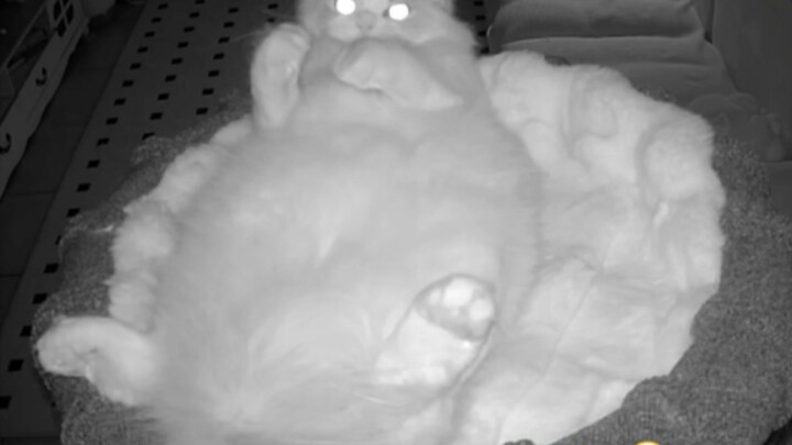 The owner has fallen asleep—let’s see what the cat and dog are up to??