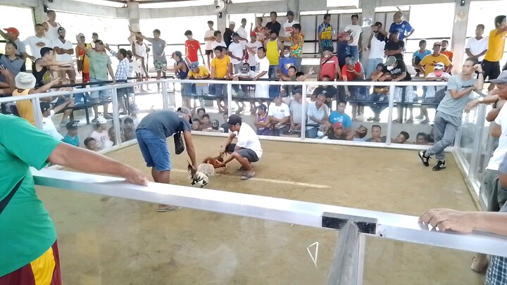 Second Fight ni Bullseye Win mga Boss idol 🐓🐓🐓