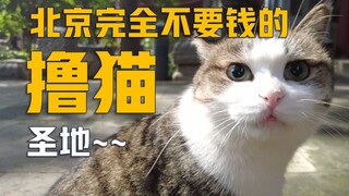 Exploring Cat Cafes in Beijing—No Charge! The Natural Cat Cafe at Fayuan Temple, Beijing!