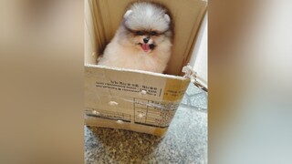 Một chiếc Pom cute về nhà mới tuitienpet dcgr petonesaigon