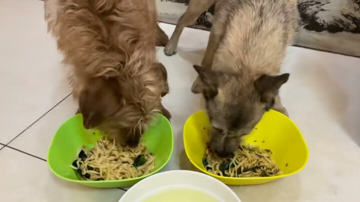 ASMR | Dogs Eating Noodles