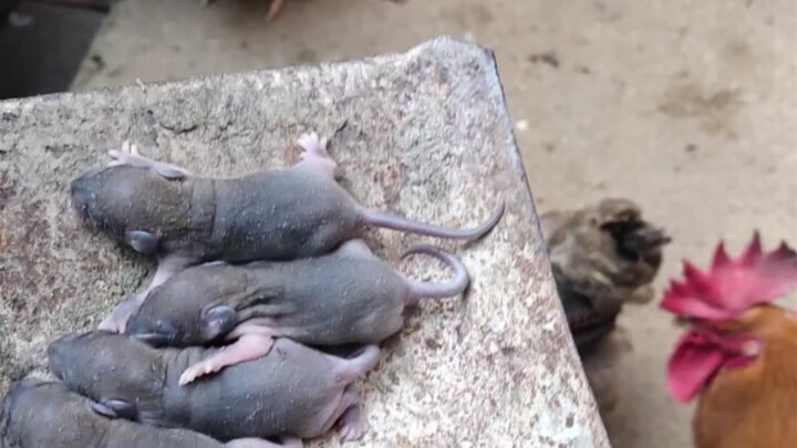 Saat membersihkan ruang penyimpanan di rumah, aku menemukan sarang tikus. Aku lalu memberikan anak t