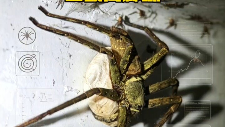 A full‑length documentary! A legion of hundreds of natural cockroach‑hunting spiders,彻底 eradicate co