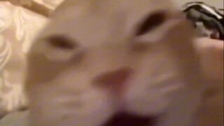 "Inilah suara asli kucing"