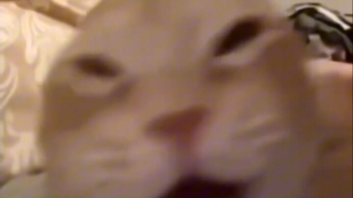 "Inilah suara asli kucing"