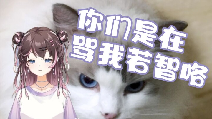 [Shiso September] Even the cats are smarter than me? I’m mad—logging off!