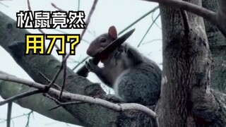Such fun animal videos!