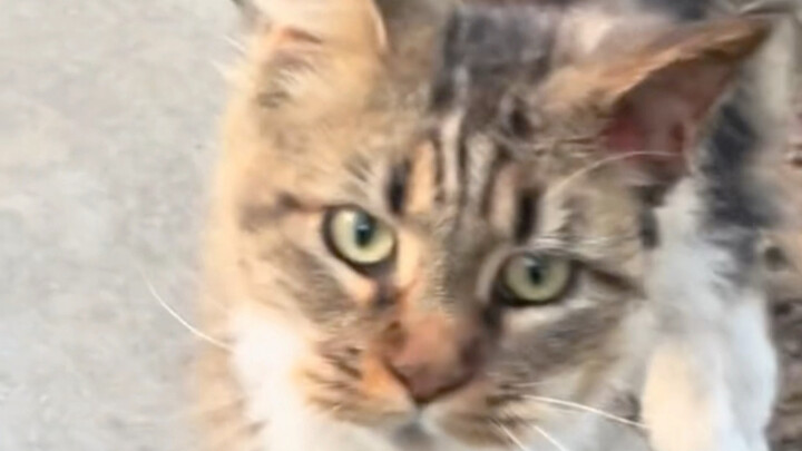 Menemukan seekor kucing Maine Coon berkaki tujuh