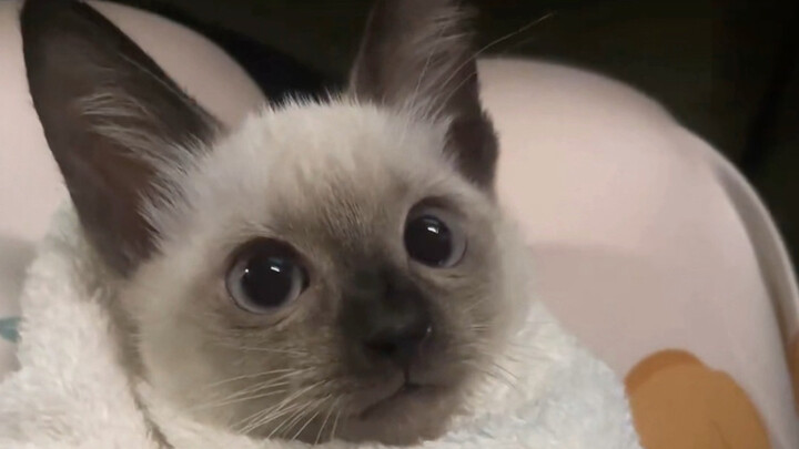 The vet said your cat will turn really dark when it grows up, but I refuse to believe it.