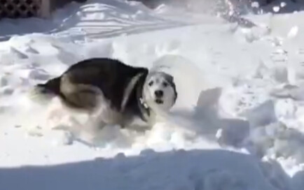 What happens when you put a shame-hooded husky in the snow?