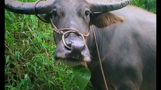 ماذا يبحث نيو نيو في يوم ممطر؟ أطهر حيوان روحاني