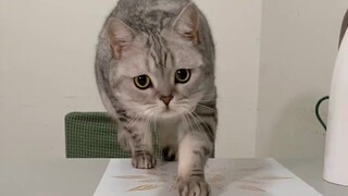 Setelah kucing saya menggunakan Kaiselu, beberapa hal aneh terjadi...