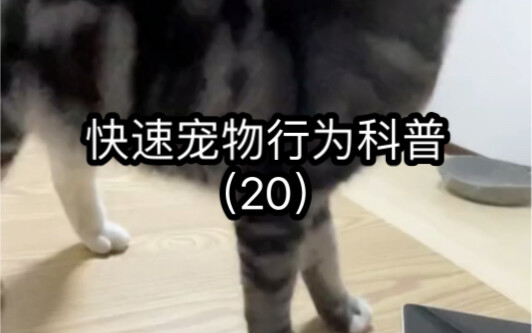 Quick Pet Behavior 101.20