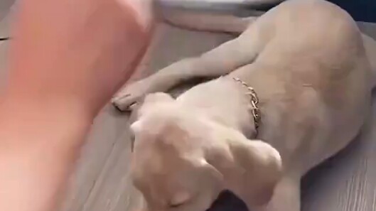 Dog: Mom, I’m not eating bones anymore—bones give me a headache.