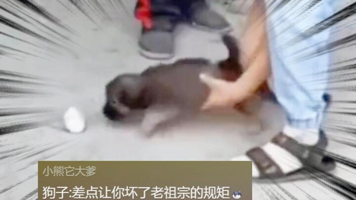 Chó con: Quy tắc truyền lại không thể bị phá vỡ!