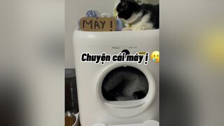 Trong khi cái máy giặt nó sát bên á :( ơi là chờiiiii mèo cute TikTokGGVN