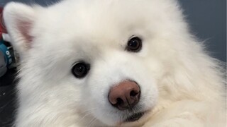 หมูสุนัข……