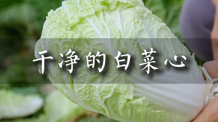 หัวผักกาดขาวสะอาด