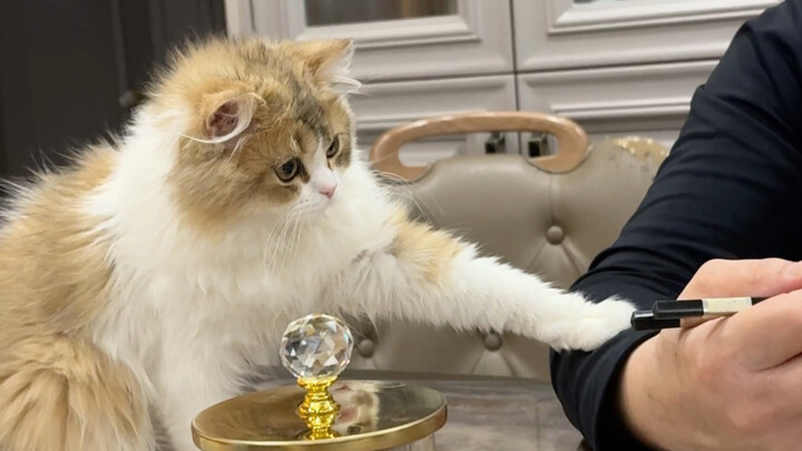 The kitten wants the kitten to get it.