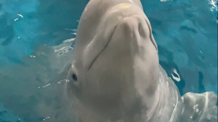 After watching the video, I realized Big White was right all along—I was the one who messed up. Turn