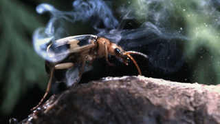 Bombardier Beetle Sprays Acid From Its Rear