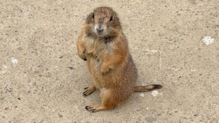 土拨鼠被误认成狗，它长得像狗吗？