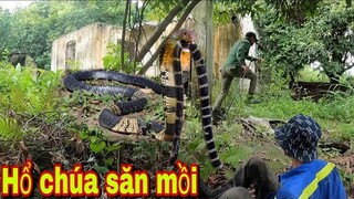 Phát Hiện Hổ Mang Chúa Đang Săn Mồi Cả Nhóm Thợ Săn Kinh Hãi Bị Đuổi Toán Loạn | Nghề Rừng