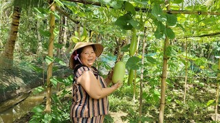 Đã Đến Ngày Thu Hoạch Cùng Với Bữa Cơm Ngon Ngoài Vườn Bên Gia Đình| TKQ & Family T691