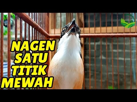 CENDET STRESS PUN AKAN NYAUT APALAGI MASTERAN CENDET PASTI BAKAL NARUNG DIJAMIN #cendetgacor #cendet