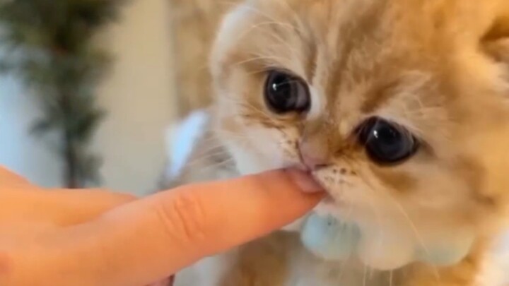 Ngày hè vui vẻ～