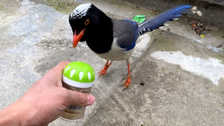 Sang burung kecil ‘menipu’ pemiliknya untuk mengambil makanan, lalu langsung berubah sikap; sang pem