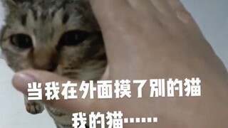 Ketika aku membelai kucing lain di luar, kucingku……