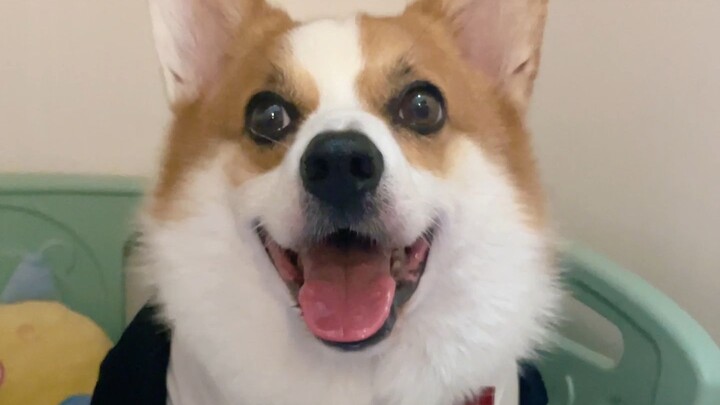 บอกกันตรงๆ เลยนะ! ที่จริงฉันไม่ใช่หมาธรรมดาๆ หรอก