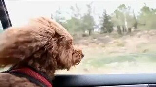 windy air dogie