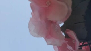 PODCAST 003 - LIFE IS BEAUTIFUL