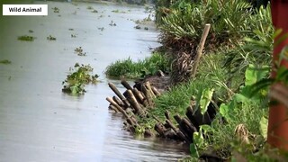 Lội Sông Bắn Cò _ Stork Hunting _ 18