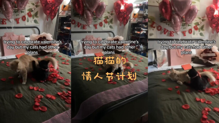 Kế hoạch Valentine của Mèo Mèo 💝